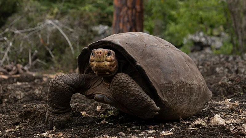 Galapagos Southern Islands 6 days cruise Itinerary on board Ocean Spray