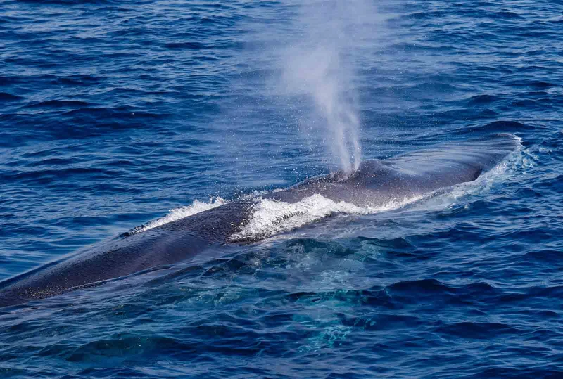 Fin Whale Fin Whale