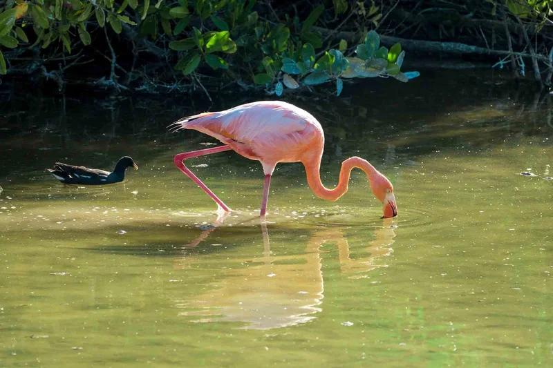 Flamingoes in the "Humedales"