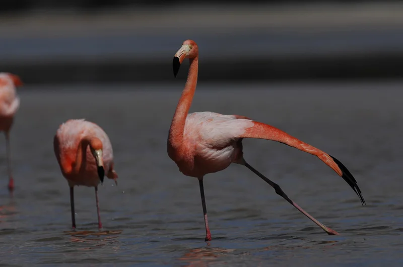 Wild Galápagos Escape