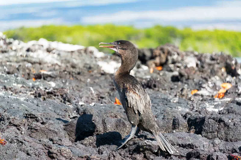 Flightless Cormorant Flightless Cormorant
