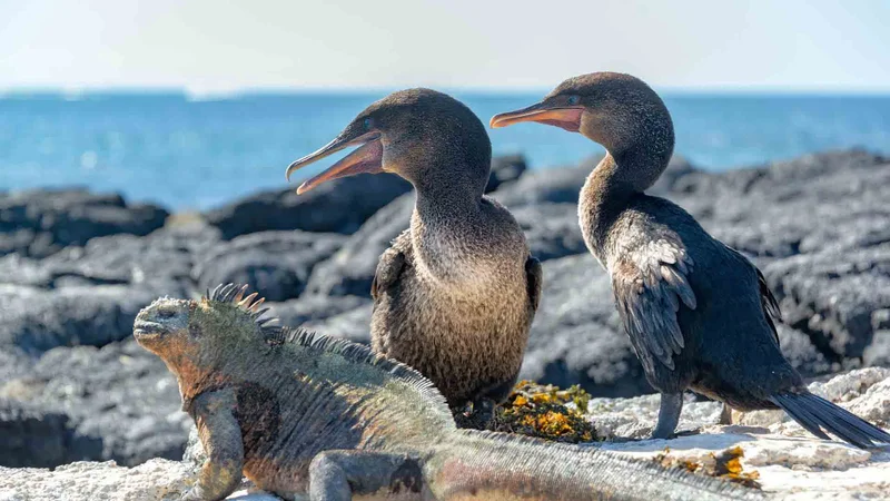 Punta Espinoza | Flightless cormorant | Marine Iguana | Galapagos Islands Punta Espinoza | Flightless cormorant | Marine Iguana | Galapagos Islands