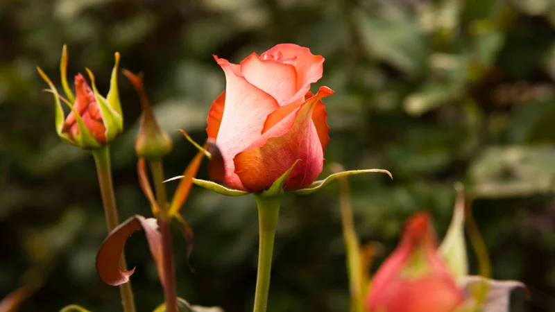 Flower Plantation | Ecuador