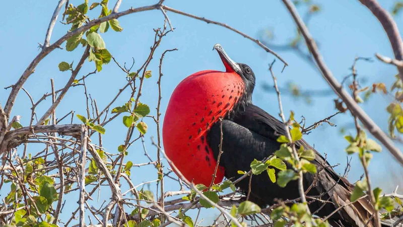 Cerro Frigatebird | Frigate bird | Galapagos Islands Cerro Frigatebird | Frigate bird | Galapagos Islands