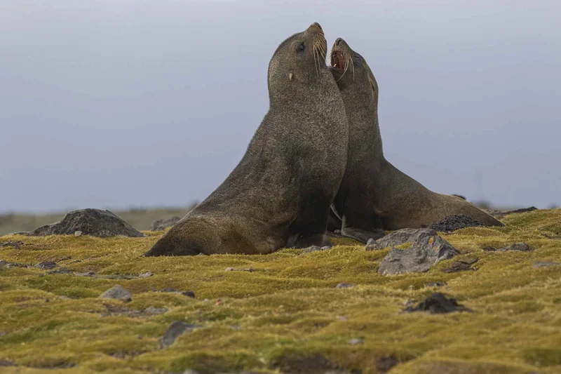 Antarctica and Patagonia: Legendary Ice and Epic Fjords