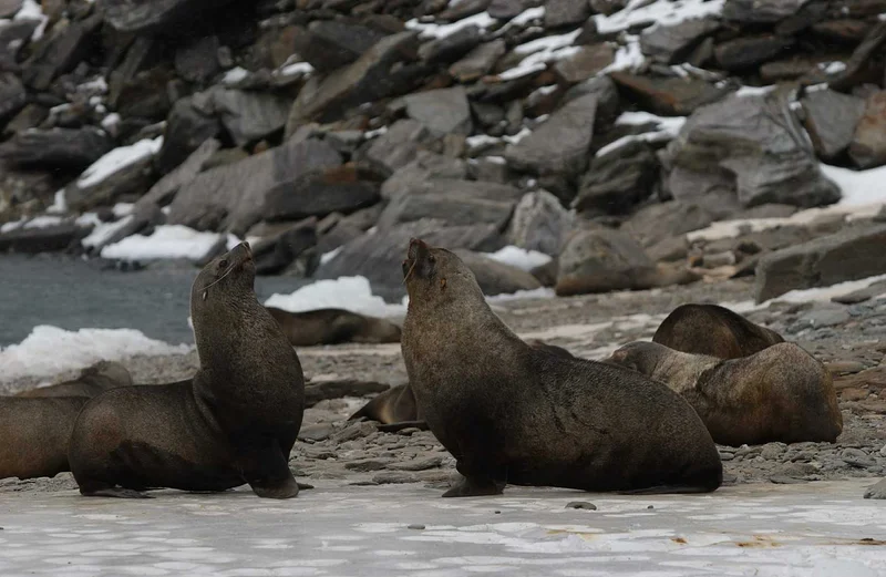 Fur Seals | South Orkney |  Antarctica