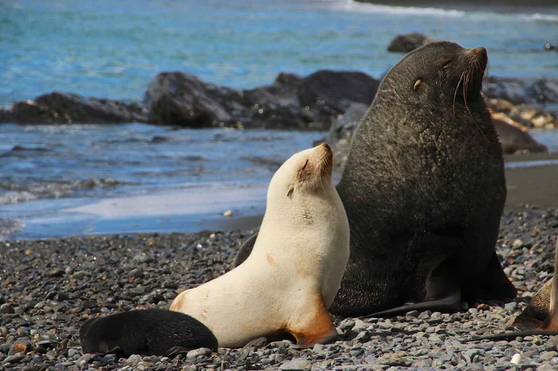 Fortuna Bay | South Georgia | Fur seals