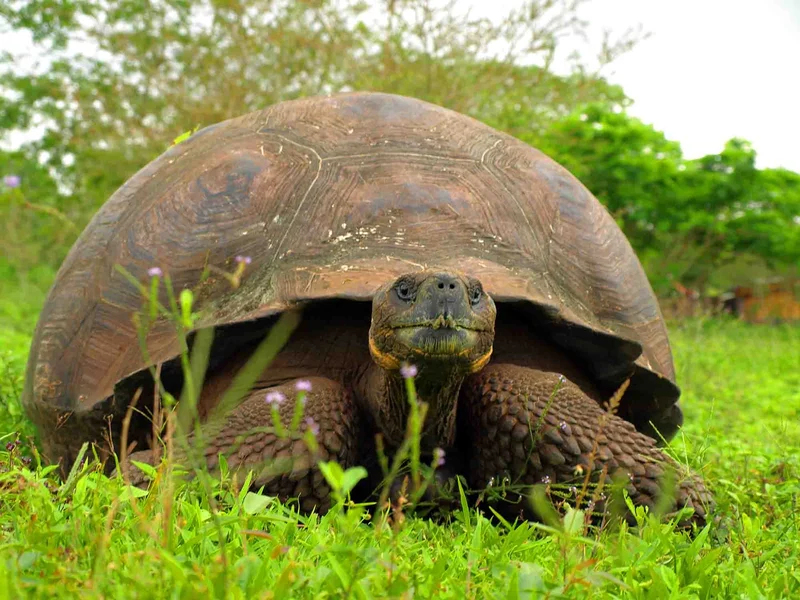 Discover the Enchanting Galapagos Islands on a 4 day Galapagos cruise 