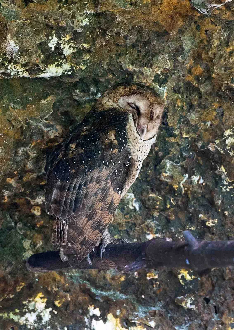 Galapagos Barn Owl