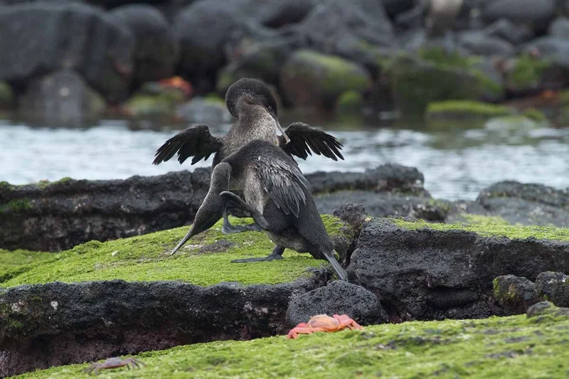Discover Wild Galapagos 8-Day: West Islands Discover Wild Galapagos 8-Day: West Islands
