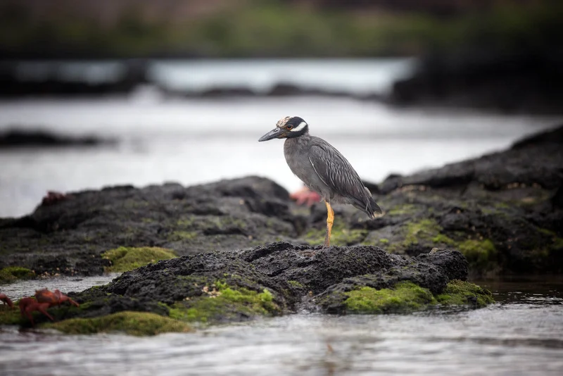 Galapagos Lava Heron