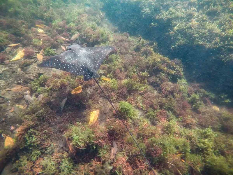 Rays | Galapagos