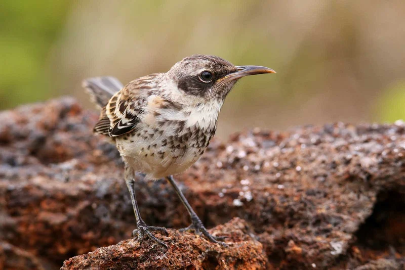 Galapagos Mockingbird