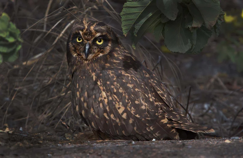 Galapagos Short-eared Owl