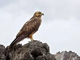 Galapagos Hawk