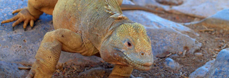 Galapagos gets Google – and you get to view before you visit!