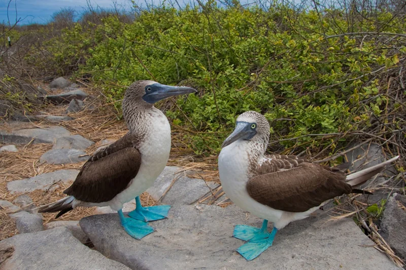 Galapagos Birdlife