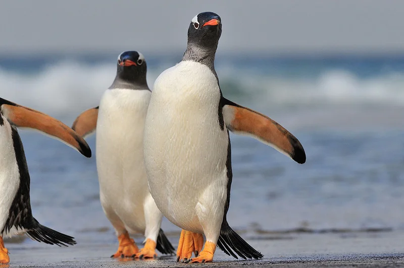 Antarctica, South Georgia, and the Falklands