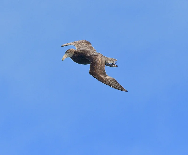 Giant Petrel