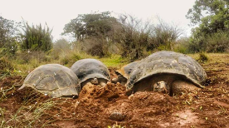 Galapagos catamaran west islands vacation itinerary 8 days M/C Anahi 