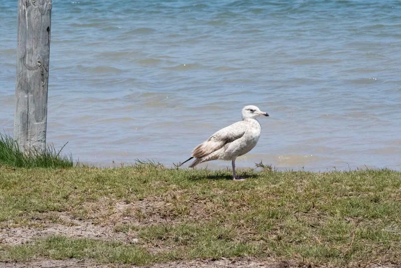 Glaucous Gull