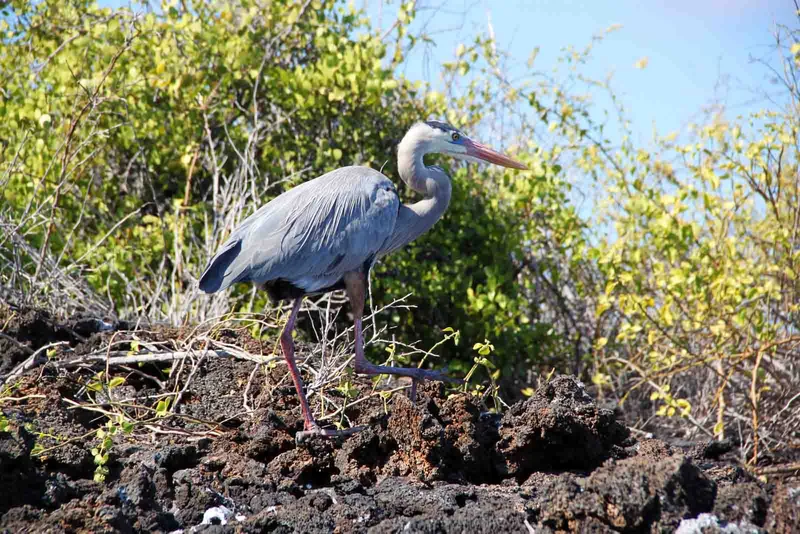 Great Blue Heron