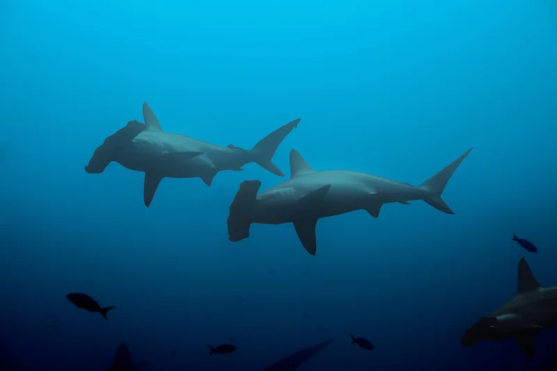 Galapagos Sharks