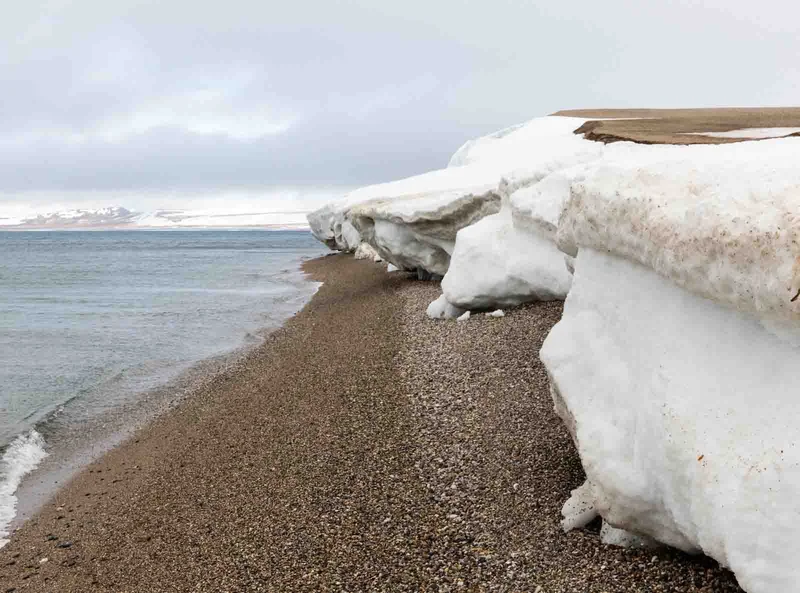 Svalbard: In Search of Iconic Arctic Wildlife