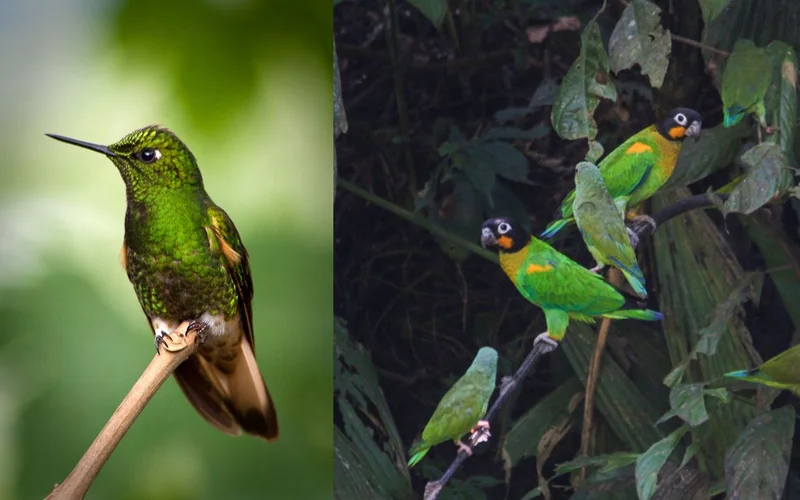 Hummingbird portrait in amazon rainforest - Canva - pxhidalgo de Getty Images Hummingbird portrait in amazon rainforest - Canva - pxhidalgo de Getty Images