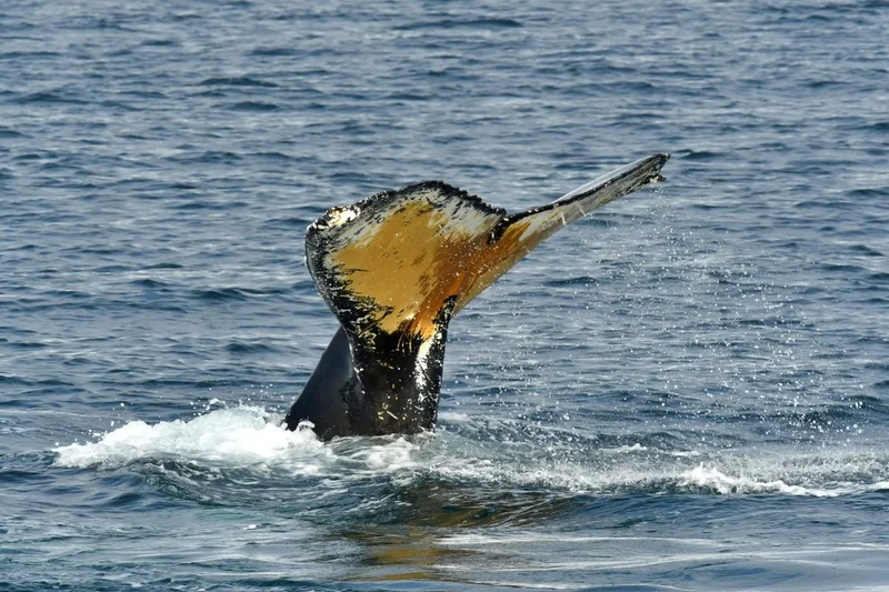 Discover Conservation in Action: The Citizen Scientist Program in the Galápagos Discover Conservation in Action: The Citizen Scientist Program in the Galápagos