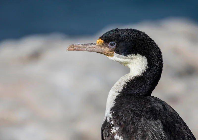 Imperial Shag or King Shag Imperial Shag or King Shag