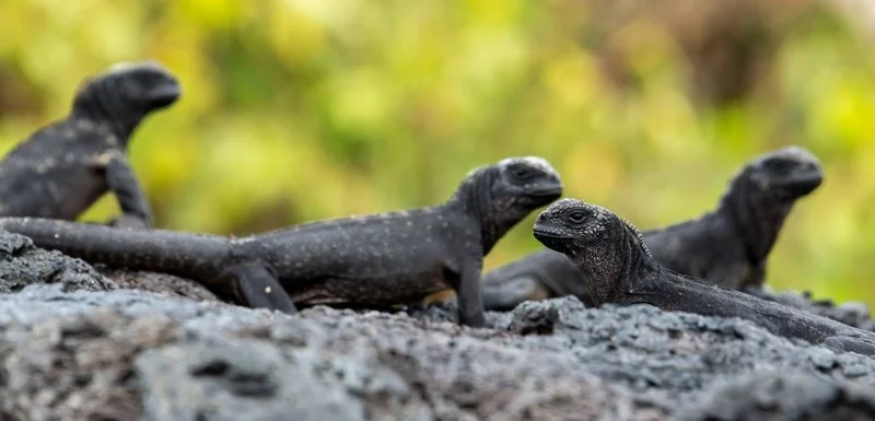 Punta Albermarle | Marine iguanas | Galapagos Islands