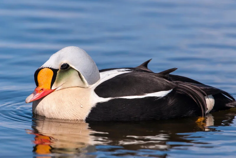 King Eider