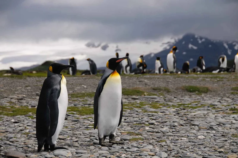 Salisbury Plains | South Georgia | King Penguins