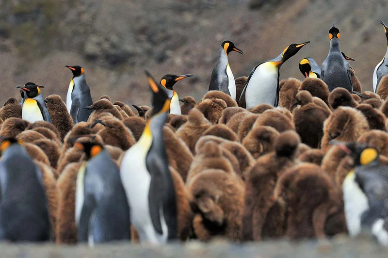 Fortuna Bay | South Georgia | King Penguins Fortuna Bay | South Georgia | King Penguins