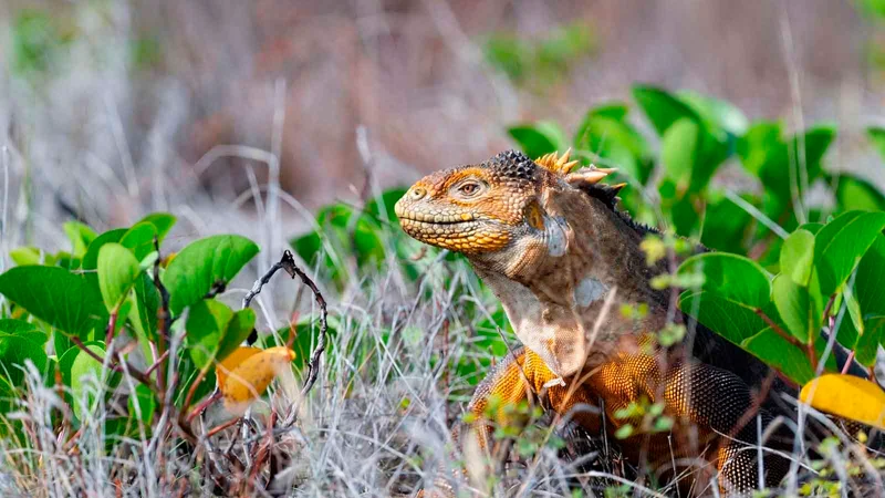 Educational 5-Days Boat Trip Galapagos Experience