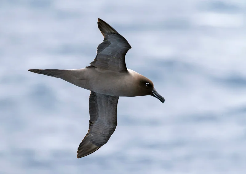 Light-mantled Albatross