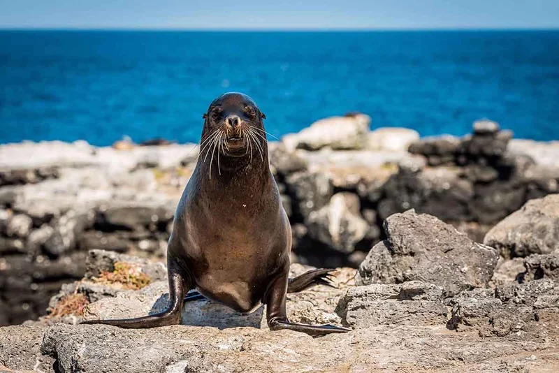 The Magnificent Southern and Central Galapagos 