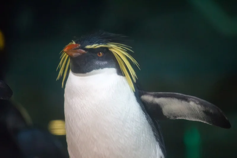 Macaroni Penguin