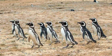 Magdalena Island | Patagonia