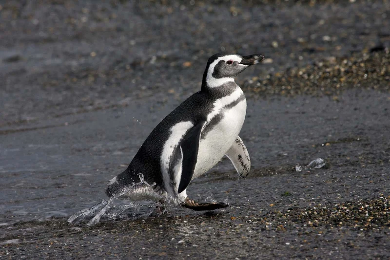 Magellanic penguin