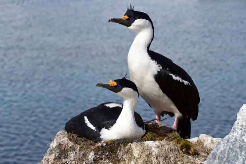 Antarctic Shag