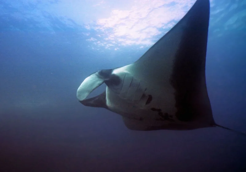 Galapagos Sting Rays