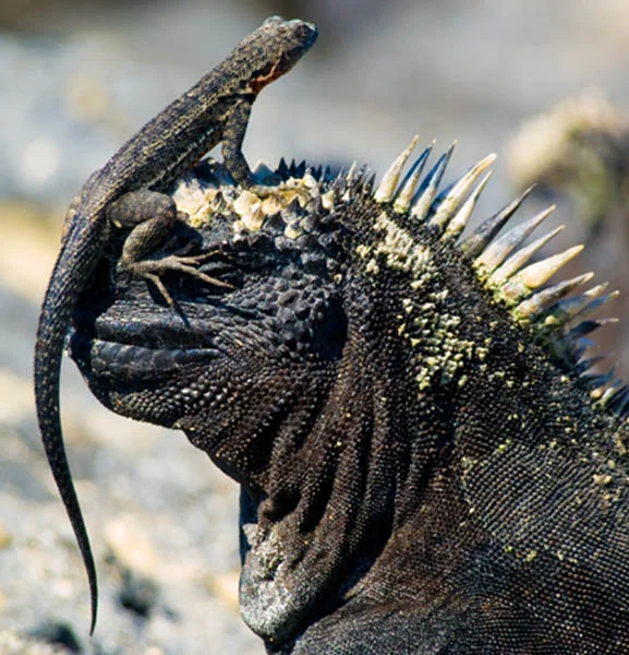 Wildlife activity | Galapagos |January