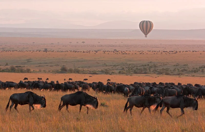 Incredible Wildlife Safaris