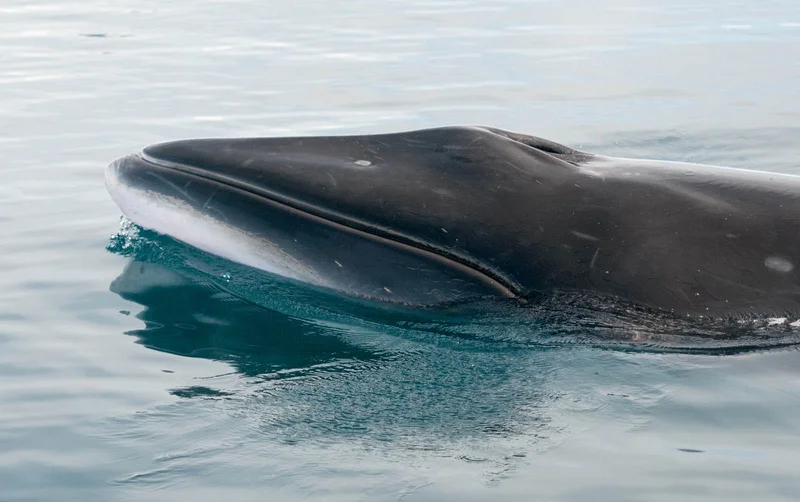 Minke Whale Minke Whale