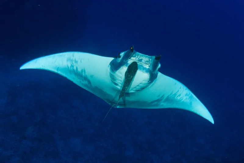 Mobula Rays