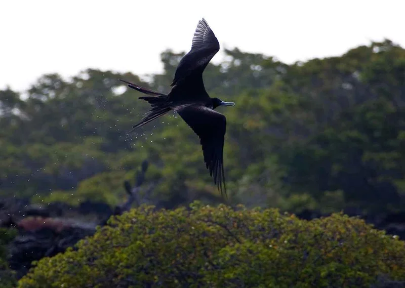 A Itinerary Petrel Catamaran trip in Galapagos