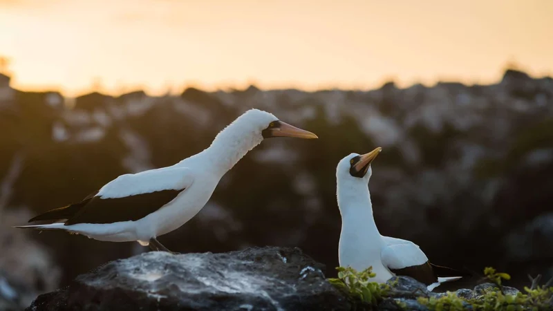 Punta Vicente Roca | Nazca boobies | Galapagos Islands