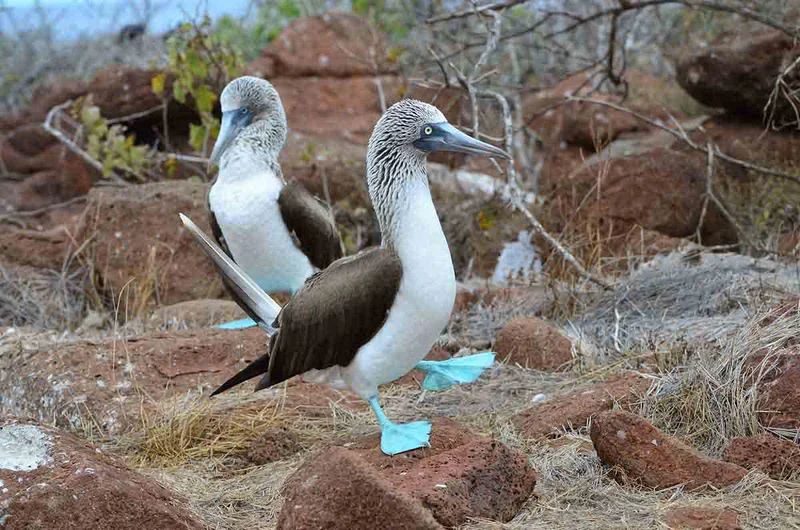 North Seymour | Galapagos Islands